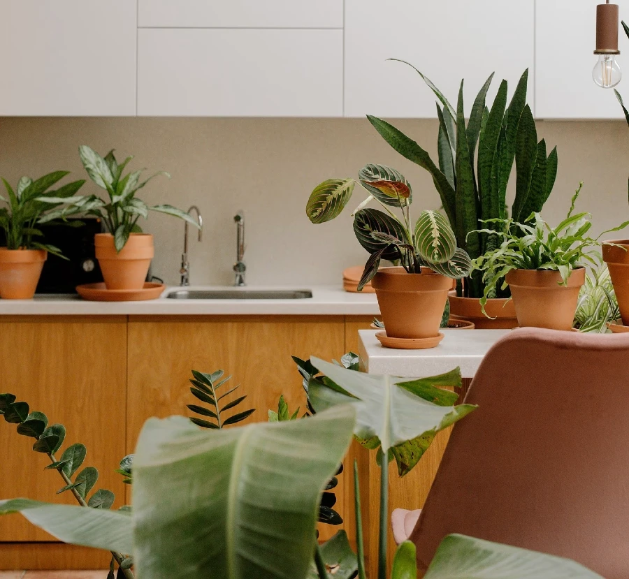 ideas para decorar tu cocina con plantas